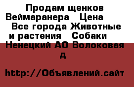 Продам щенков Веймаранера › Цена ­ 30 - Все города Животные и растения » Собаки   . Ненецкий АО,Волоковая д.